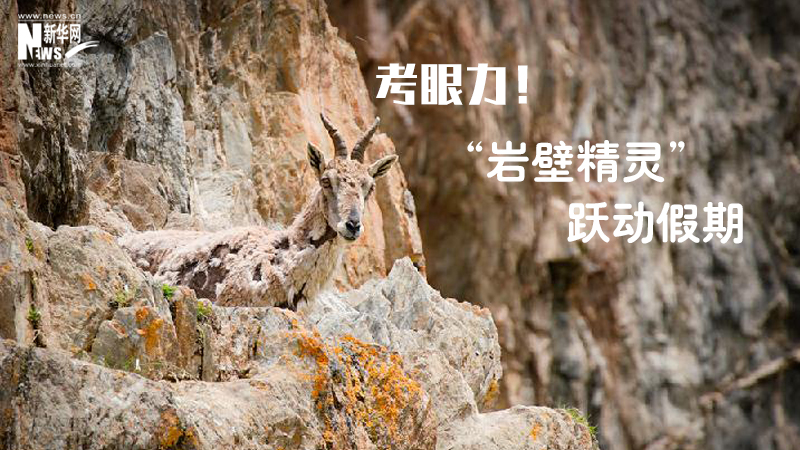 三江源慢直播丨考眼力！&ldquo;巖壁精靈&rdquo;躍動假期