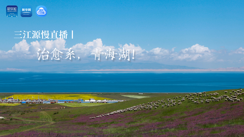 三江源慢直播丨治愈系，青海湖！
