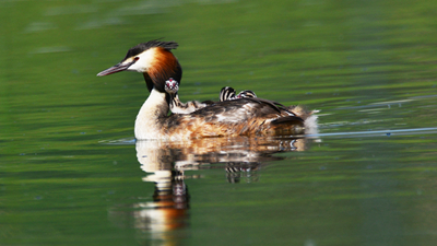 超有愛！看西寧北川河濕地公園鳳頭??花樣&ldquo;遛娃&rdquo;