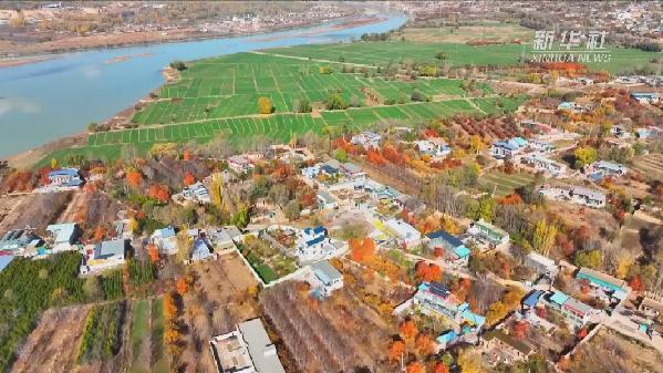 青?；。喝f畝冬小麥染綠黃河畔